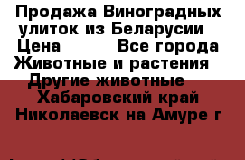 Продажа Виноградных улиток из Беларусии › Цена ­ 250 - Все города Животные и растения » Другие животные   . Хабаровский край,Николаевск-на-Амуре г.